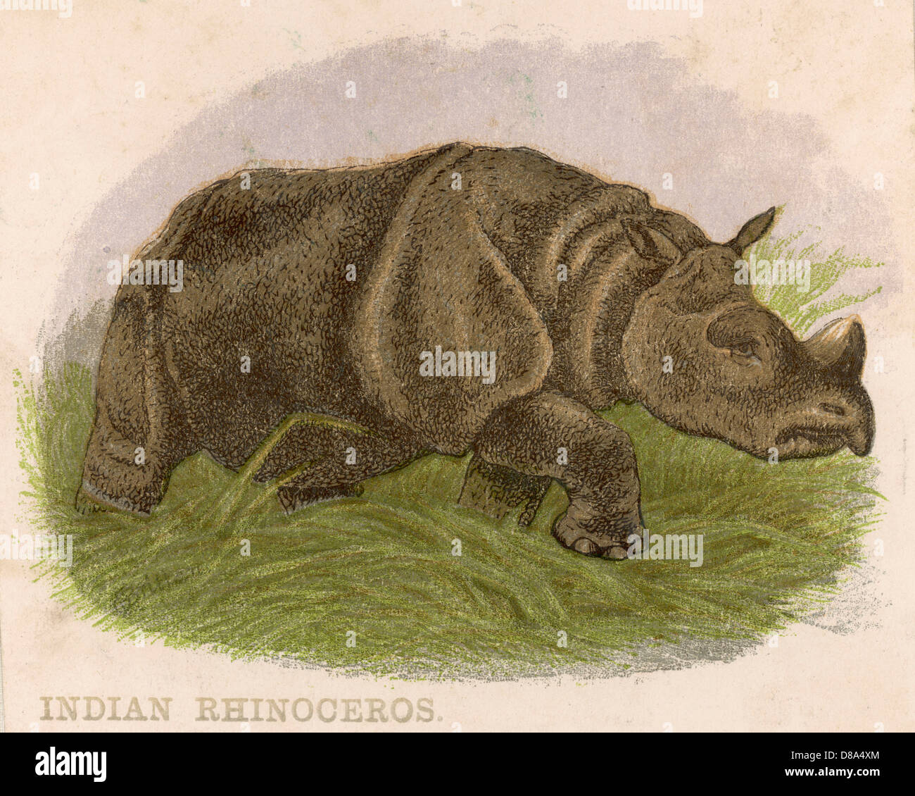 Rhinoceros - circa 1880 Stock Photo
