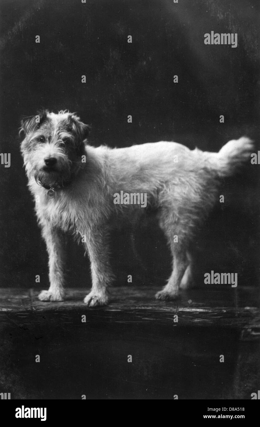 Edward with dog Black and White Stock Photos & Images Alamy