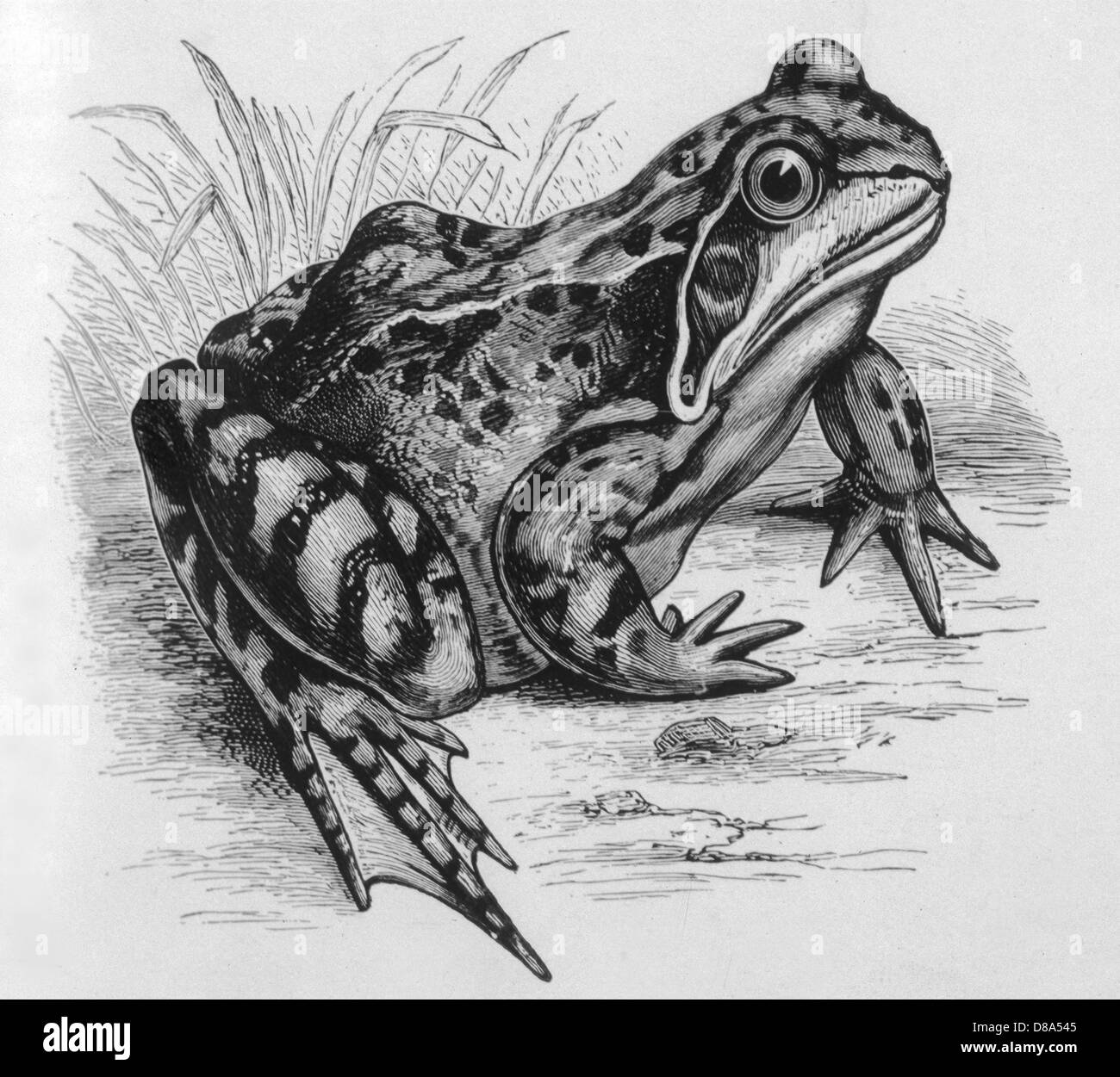 FROG/1857 (BUCKLAND) Stock Photo