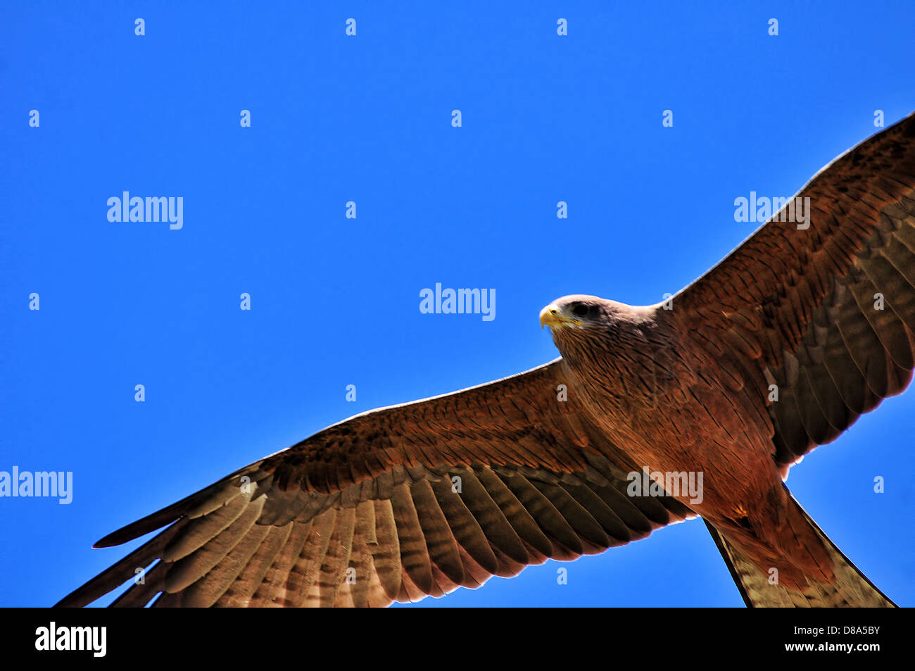 Falcon in flight closeup, Africa Stock Photo