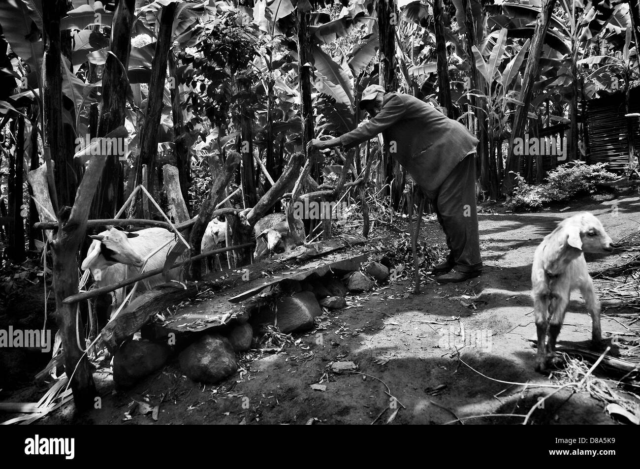 Old man in a small village under the Kilimanjaro feeding his goats in the pen Stock Photo