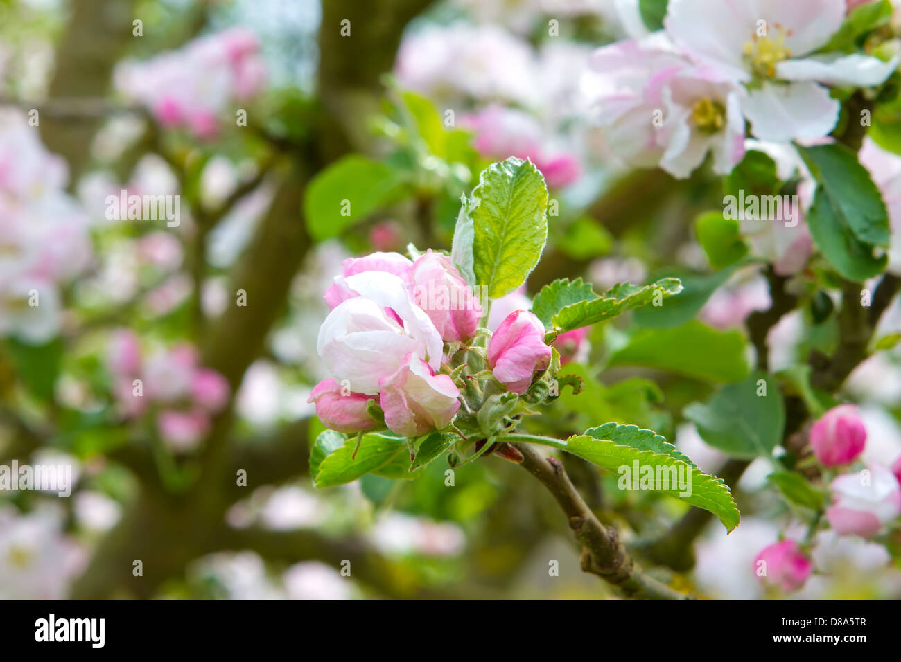 Prunus genus - Pink Cherry Blossom flower on a warm spring day Stock Photo