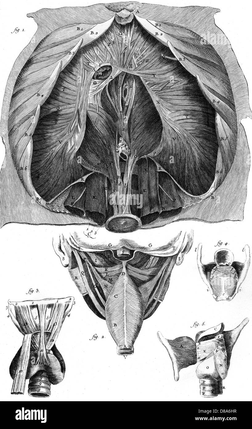 Anatomy larynx diaphragm Black and White Stock Photos & Images - Alamy
