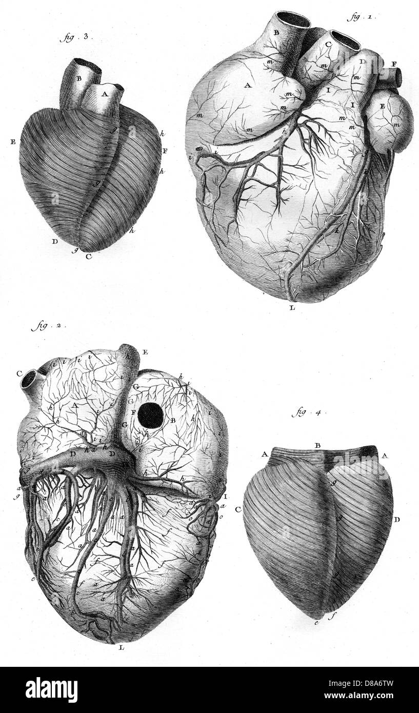 ANATOMY OF THE HEART Stock Photo