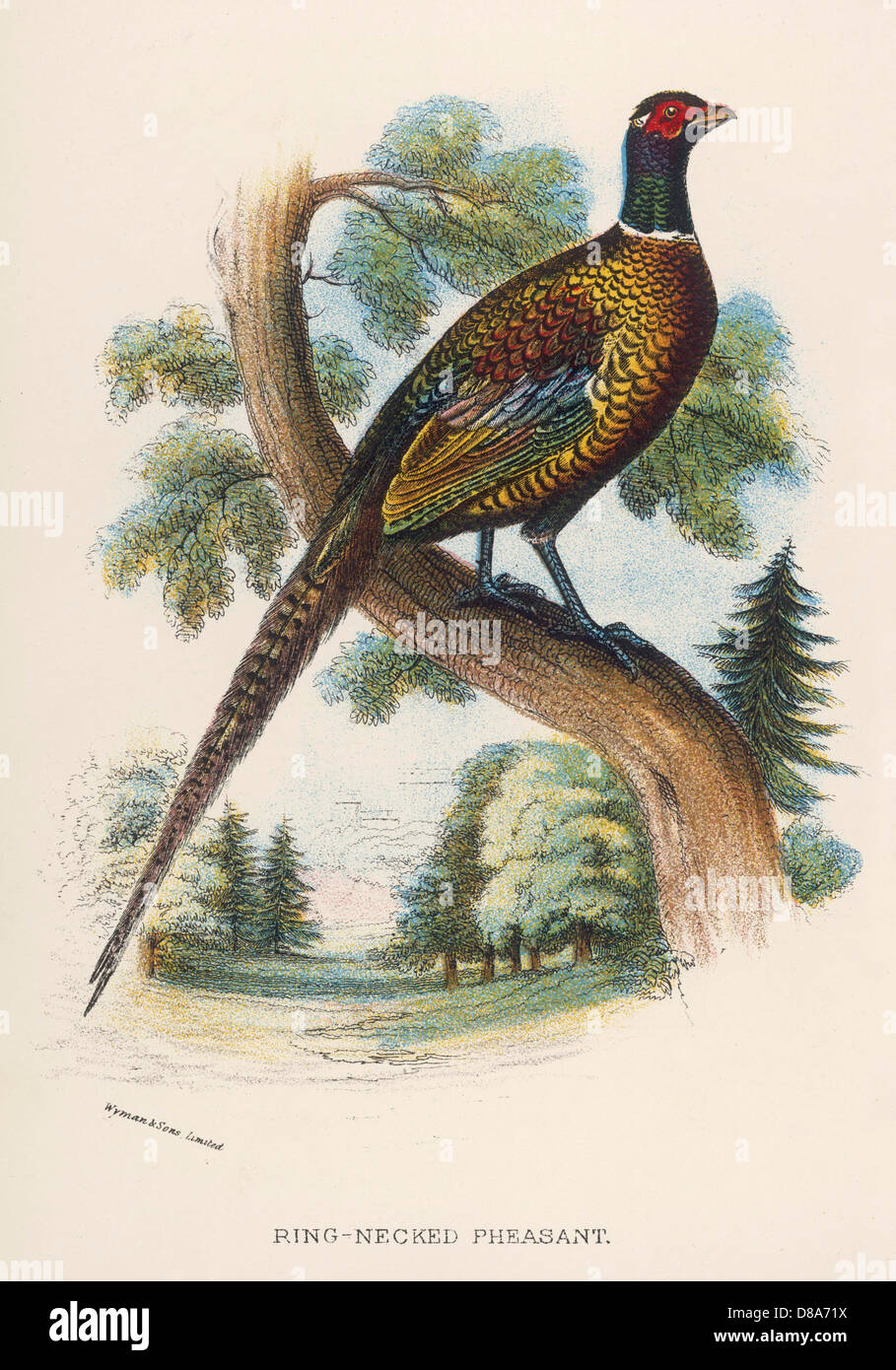 Chinese ring necked pheasant hi-res stock photography and images - Alamy
