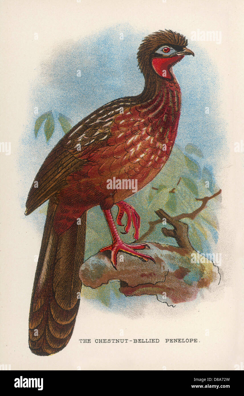 Penelope ochrogaster hi-res stock photography and images - Alamy
