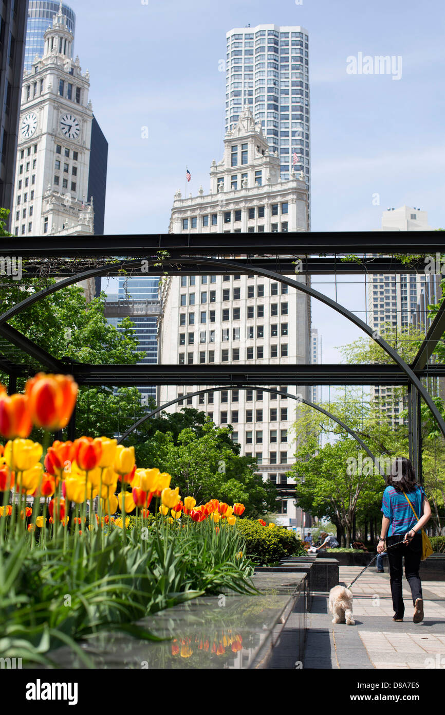 woman walking dog under archway in pioneer court chicago tribune building michigan ave tulip season spring wrigley building Stock Photo
