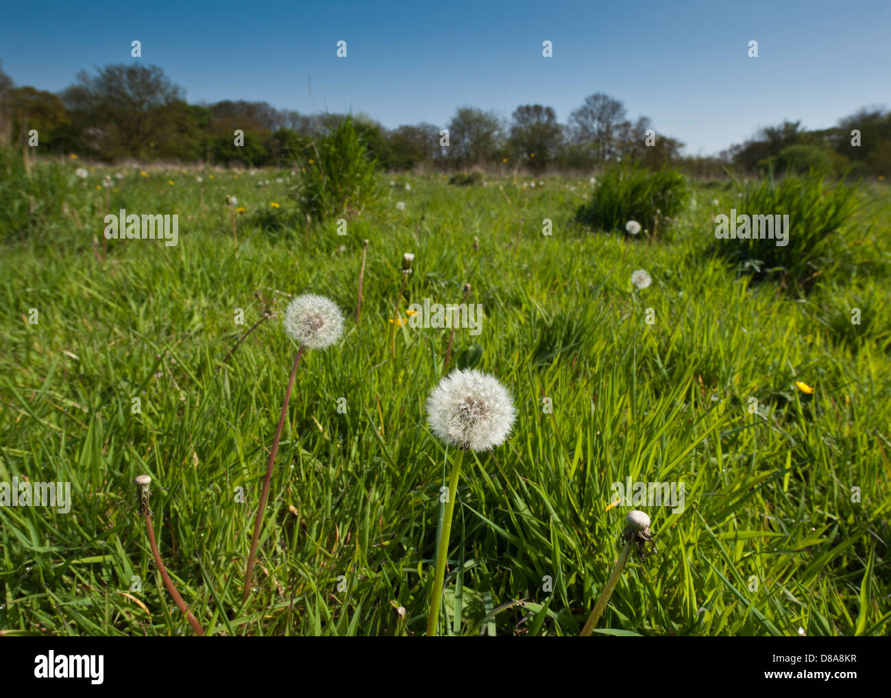 Dandelion growing amongst wild grass. Stock Photo
