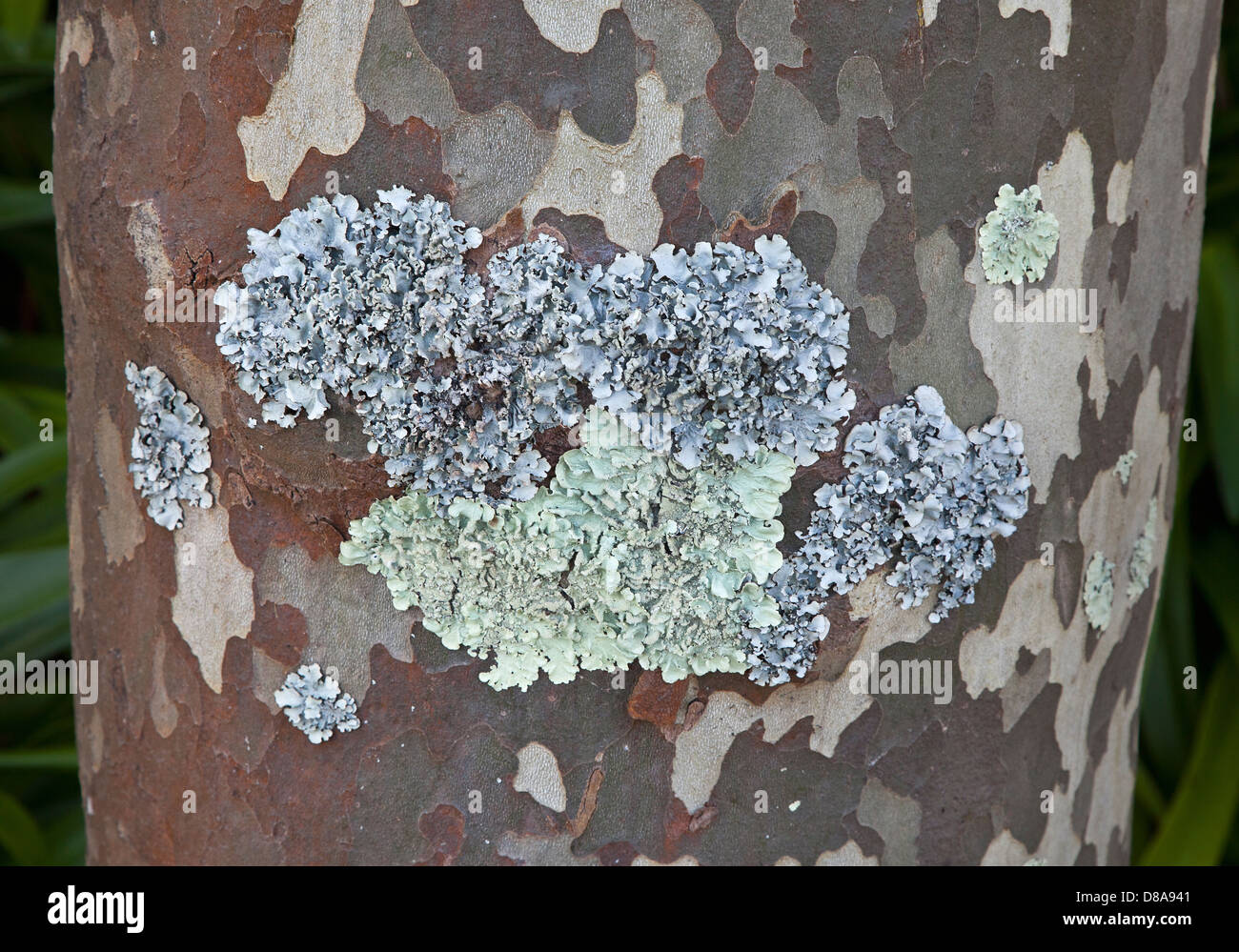 A grey - bluish crustose lichen growing on a tree trunk, Portugal. Stock Photo