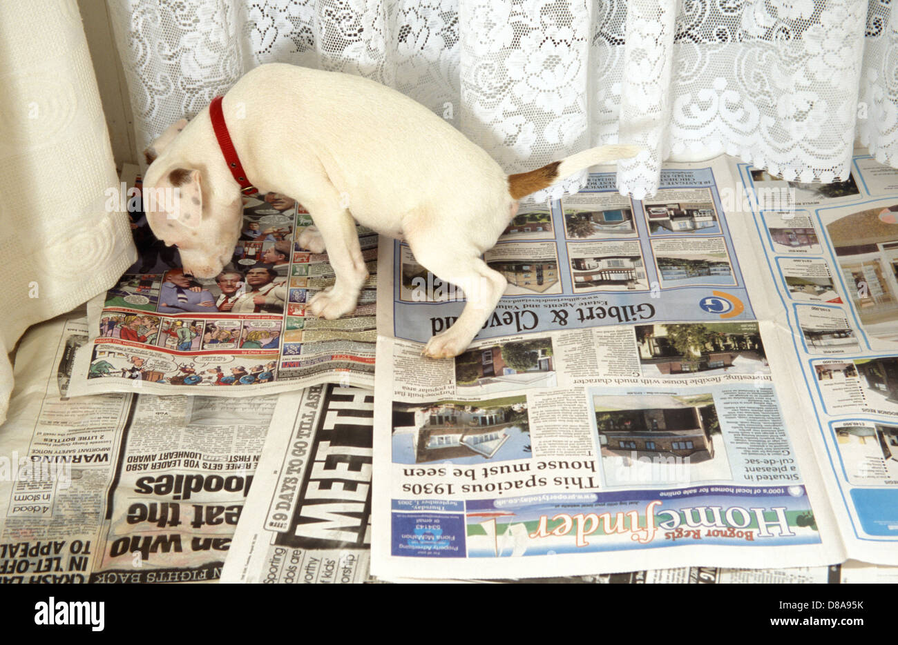 How To Potty Train A American Staffordshire Terrier