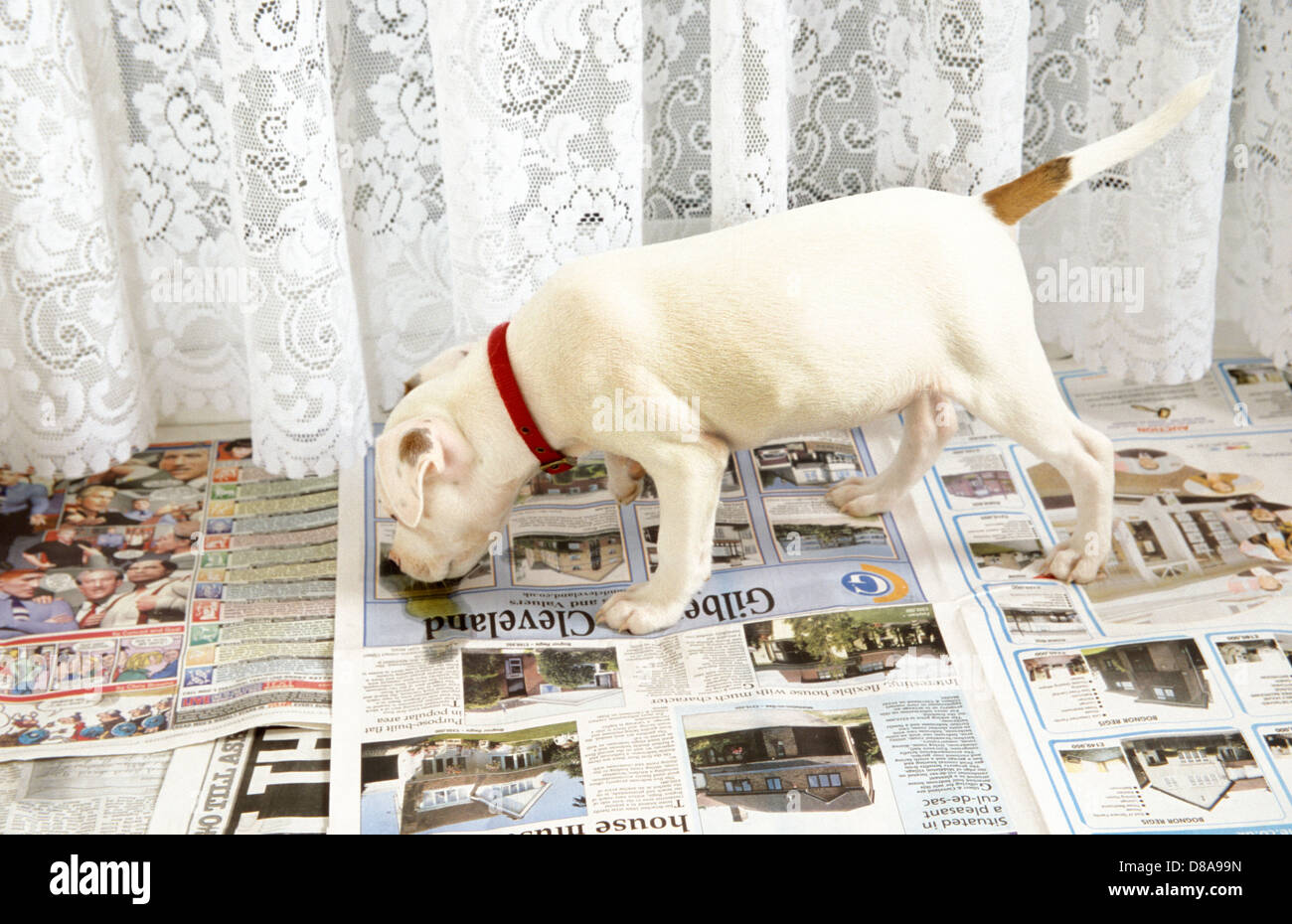 staffordshire bull terrier puppy toilet training Stock Photo Alamy