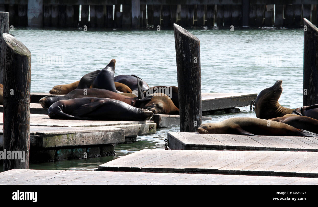 Relaxing sea lions hi-res stock photography and images - Alamy