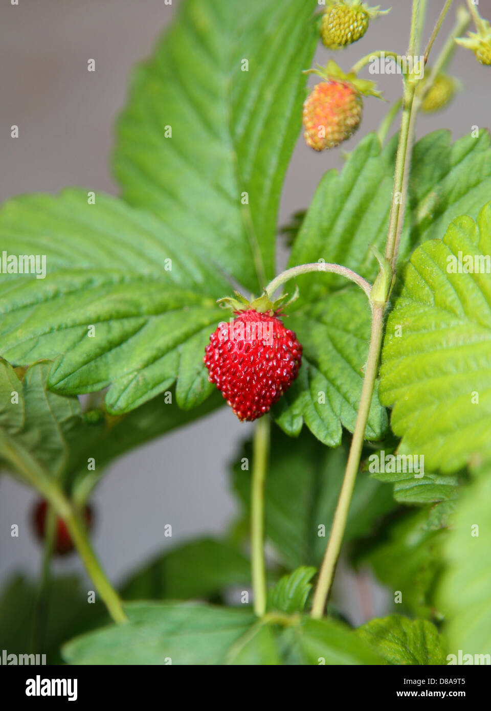 Wild strawberry macro with leaves Stock Photo - Alamy