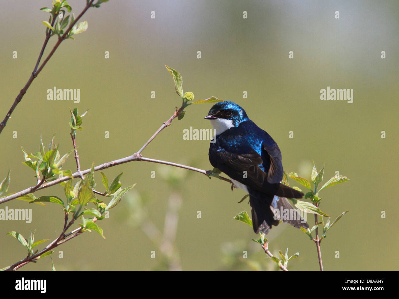 Tree swallow (Tachycineta bicolor) Stock Photo