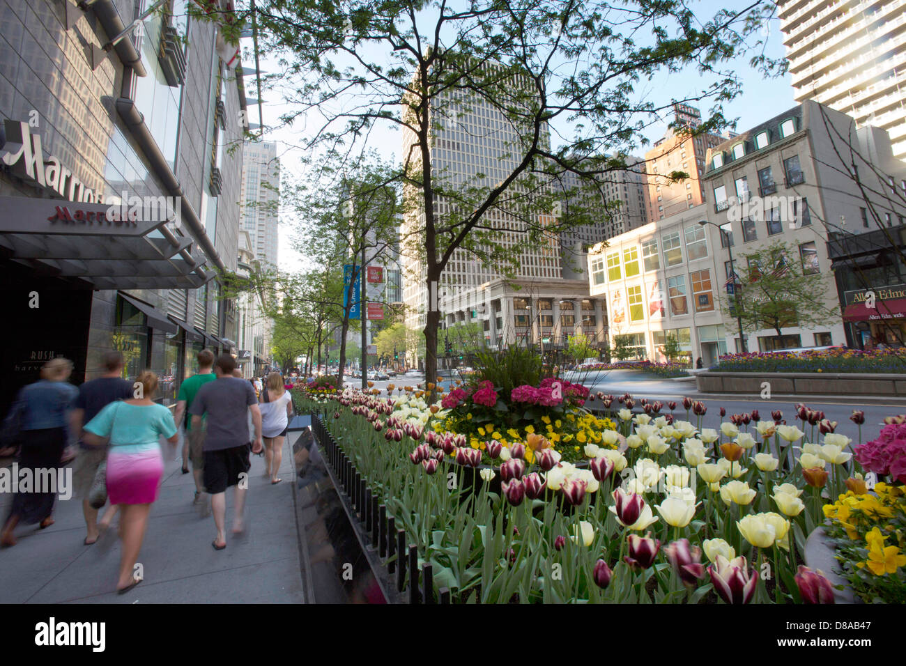 view of michigan avenue magnificent mile chicago during spring tulip season walking shopping in spring summer shoppers Stock Photo