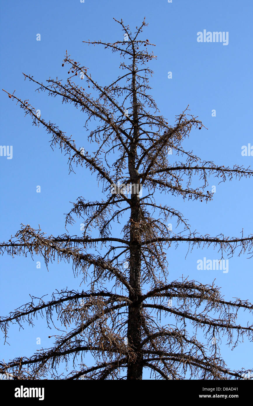 dead pine tree Stock Photo Alamy