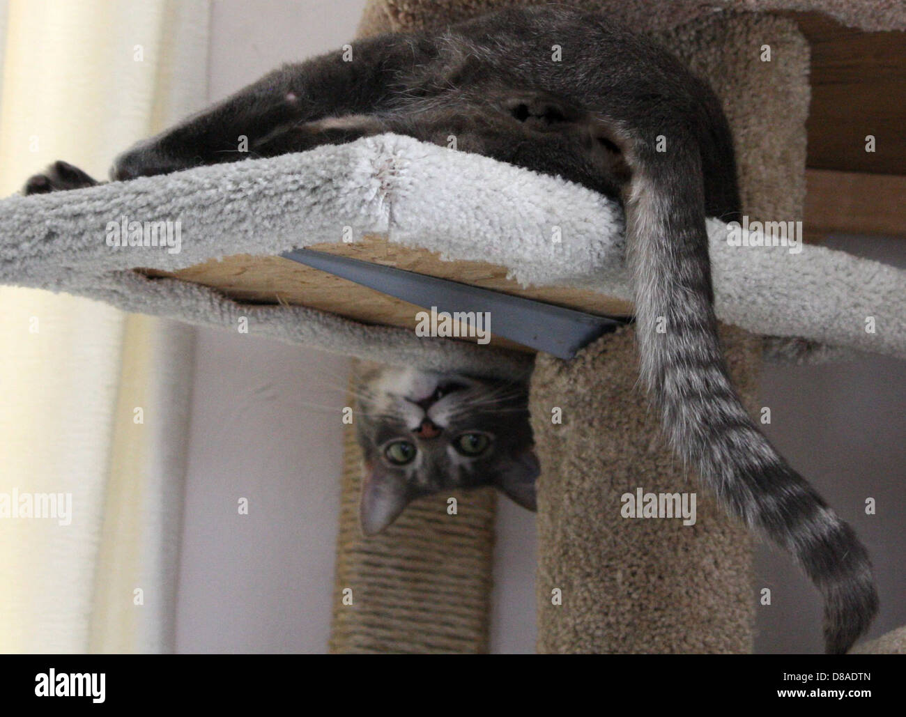 funny cat hanging upside down on kitty tree Stock Photo: 56778757 ...