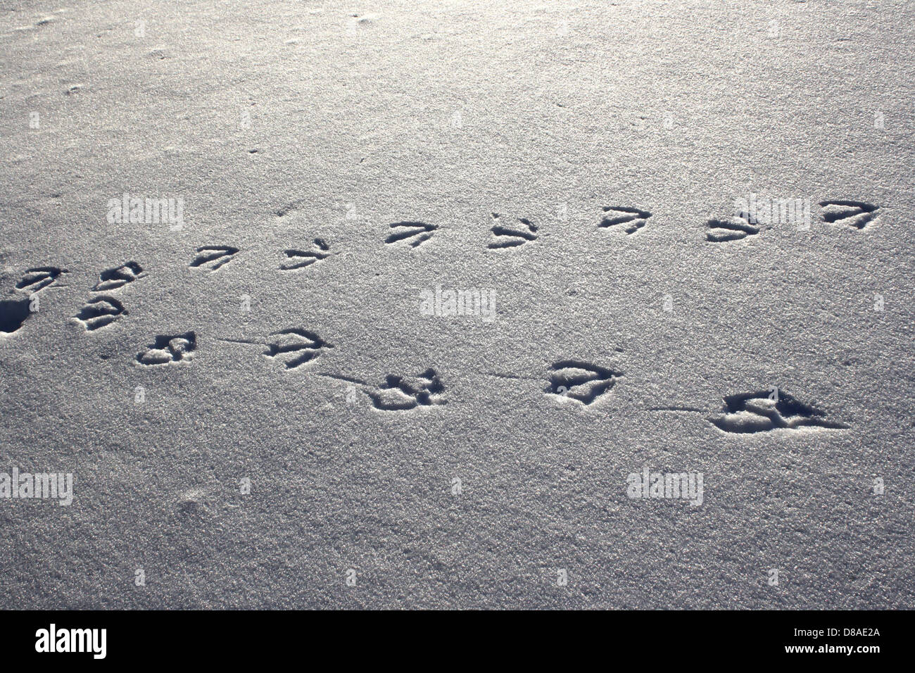 Goose tracks in snow hi-res stock photography and images - Alamy