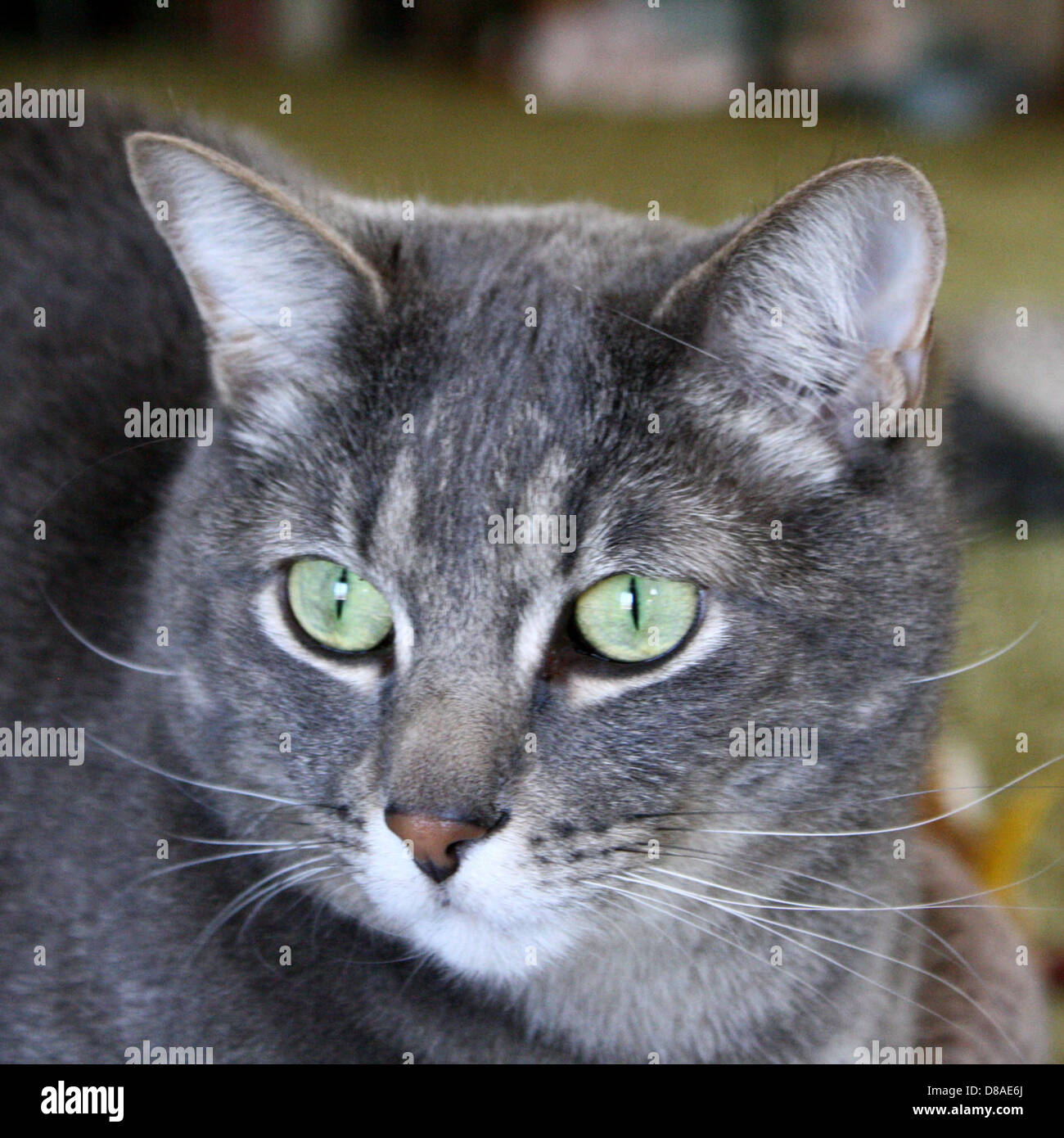 A close-up photo of a gray tabby cat with distinctive green eyes ...