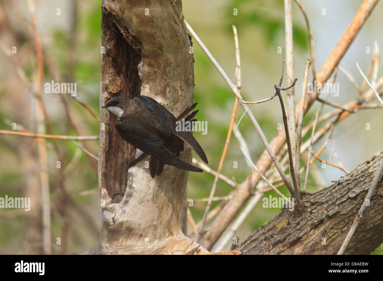 Tree swallow (Tachycineta bicolor) at nesting cavity. Stock Photo