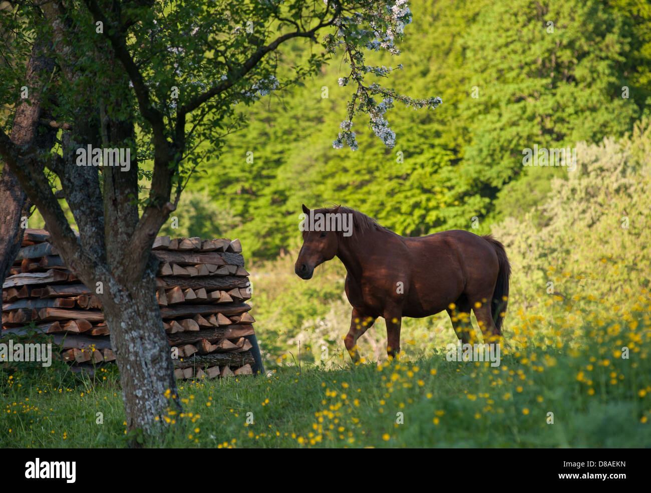 brown horse in flower meadow with fruit trees, Germany, Schwaebische