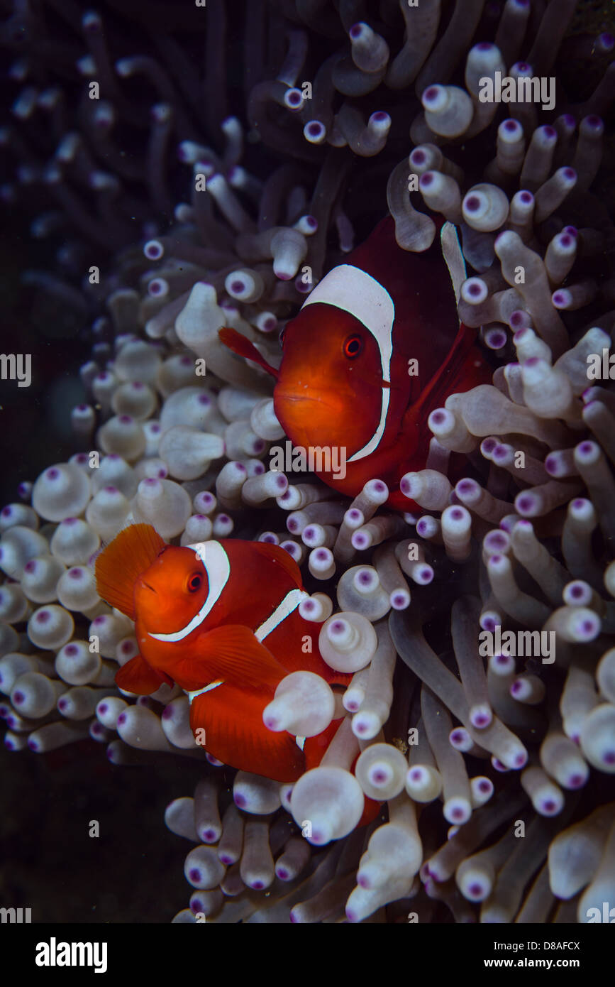 A pair couple of maroon or spinecheek anemonefish side by side in their anemone. Ambon Indonesia Stock Photo