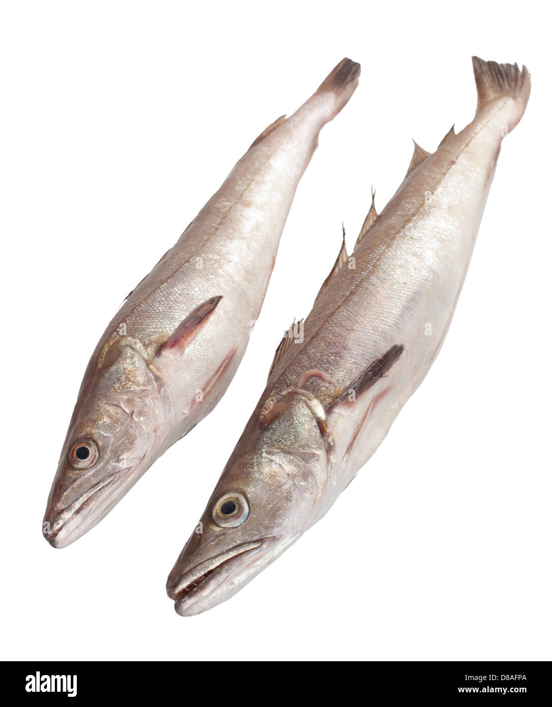 Two codfish on white background Stock Photo
