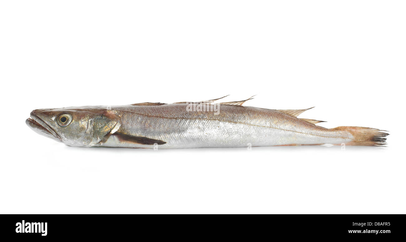 Two codfish on white background Stock Photo