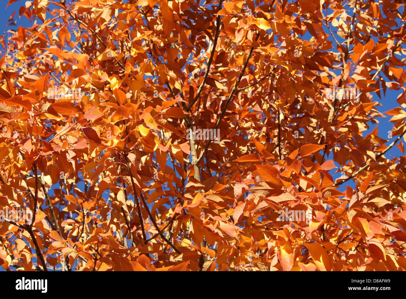 A collection of orange autumn leaves, displaying the vibrant fall ...