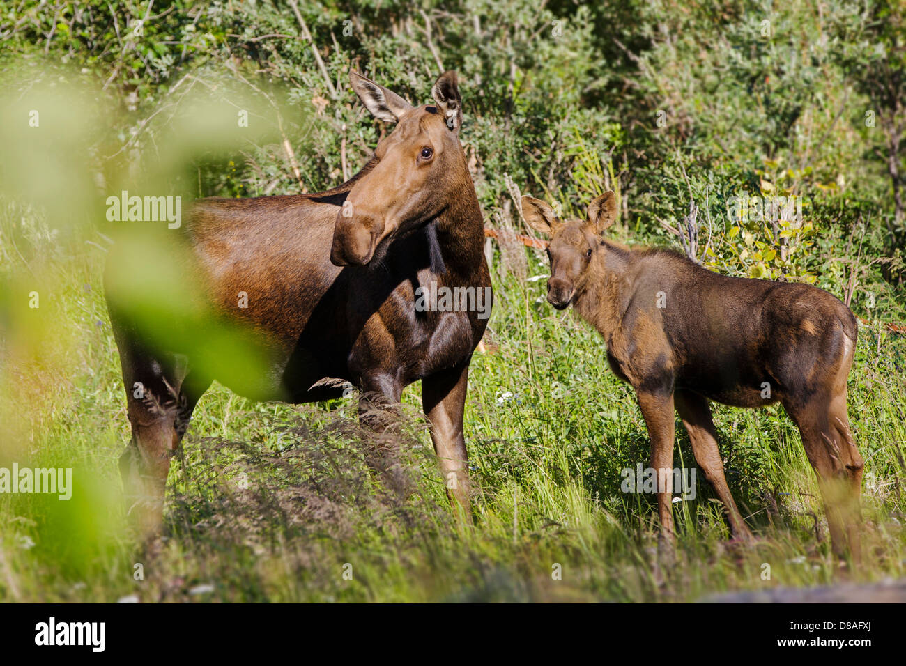 Female Moose and calf graze near the remote town of Chitina, Alaska, USA Stock Photo