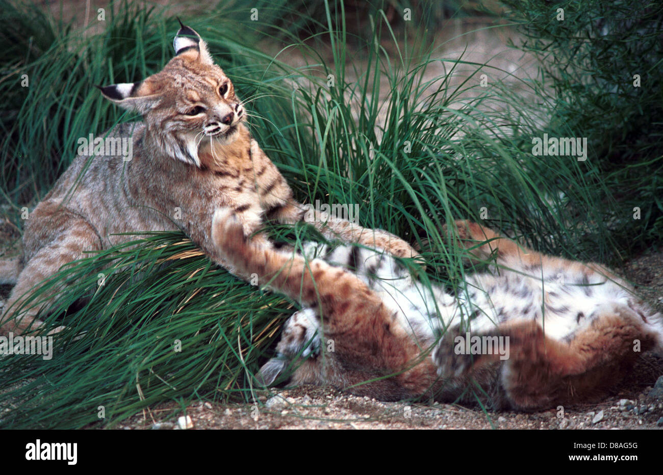 Bobcat, Lynx predator medium sized wildcat with black tipped stubby tail and black tufted ears,Wildcat mammal predator, Stock Photo