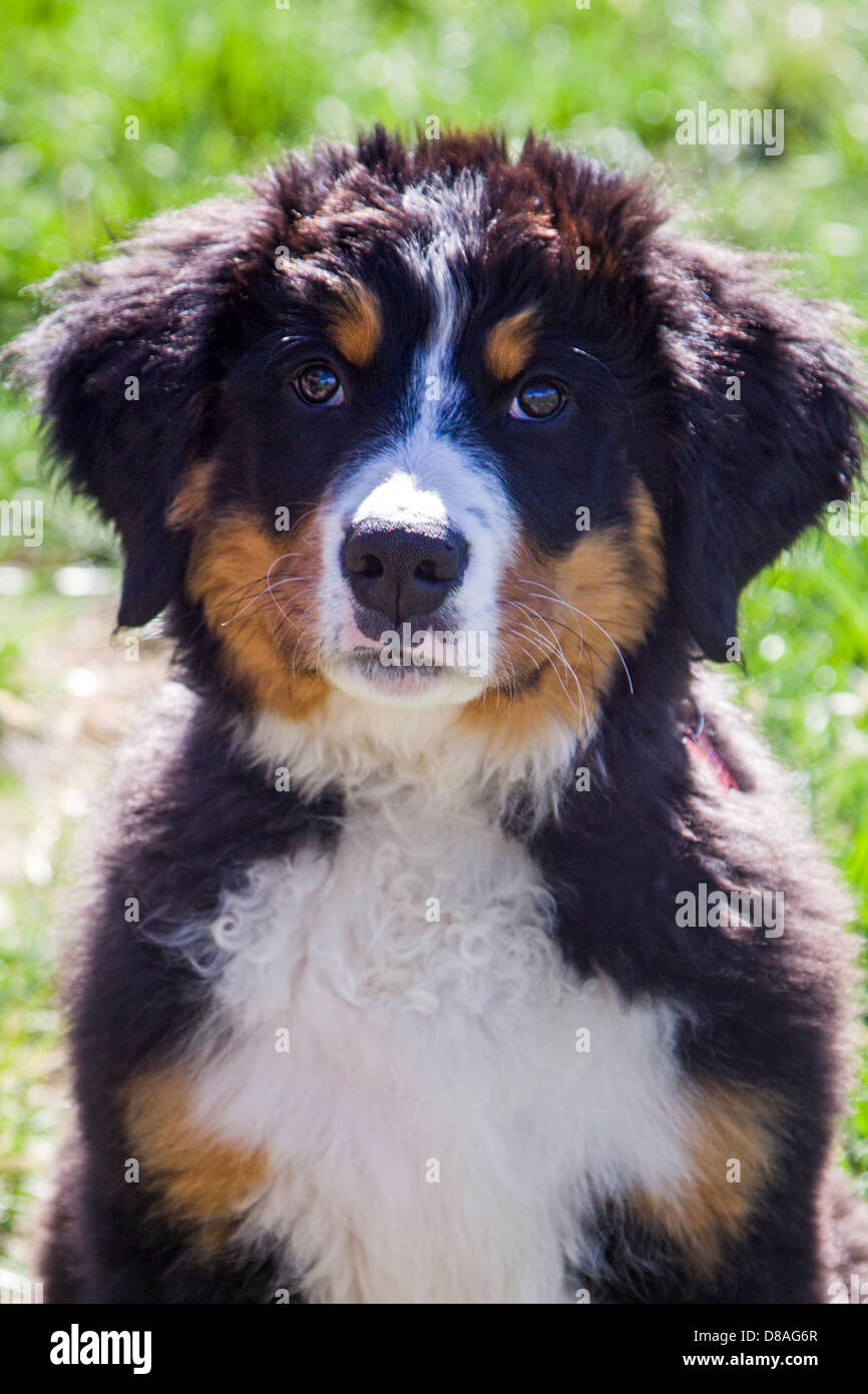 bernese mountain dog farm