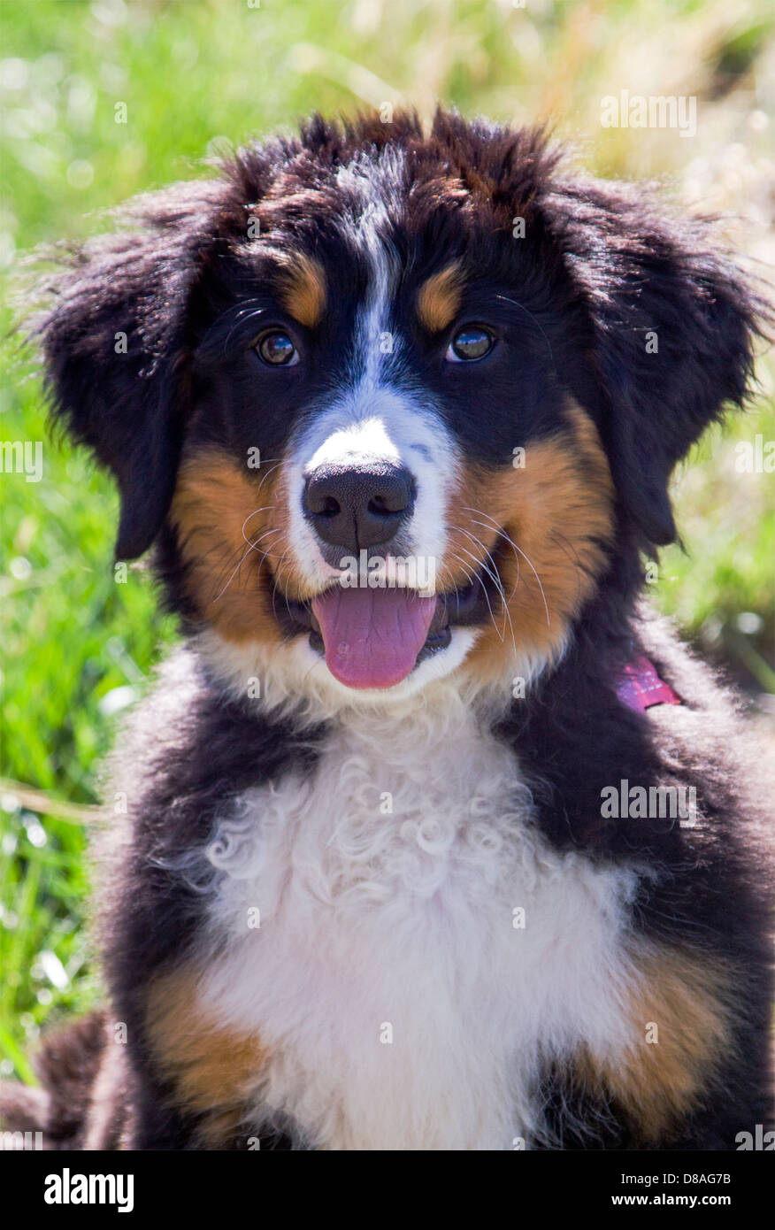 Three month old Bernese Mountain Dog puppy. A working breed and herding farm dog originally from