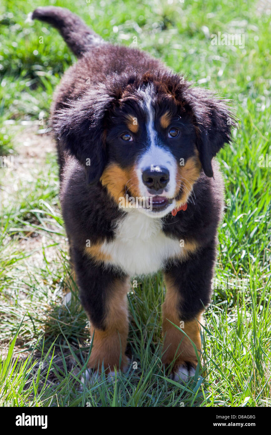 Three month old Bernese Mountain Dog puppy. A working breed and herding farm dog originally from