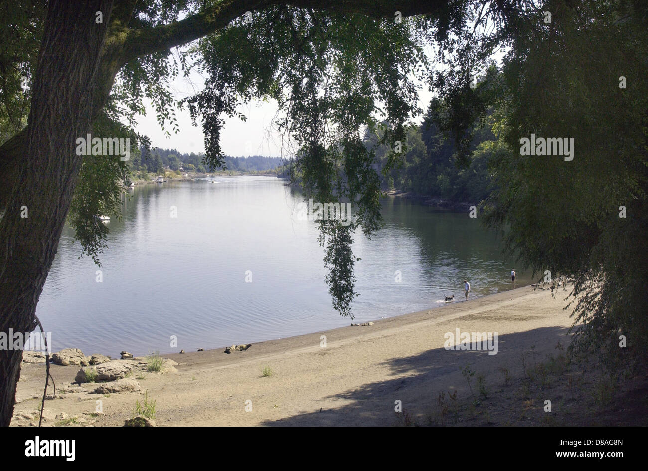 Willamette River at Lake Oswego Oregon,irrigation, river,Salmon, trout, Clackamas, Willamette River tributary of Columbia River, Stock Photo