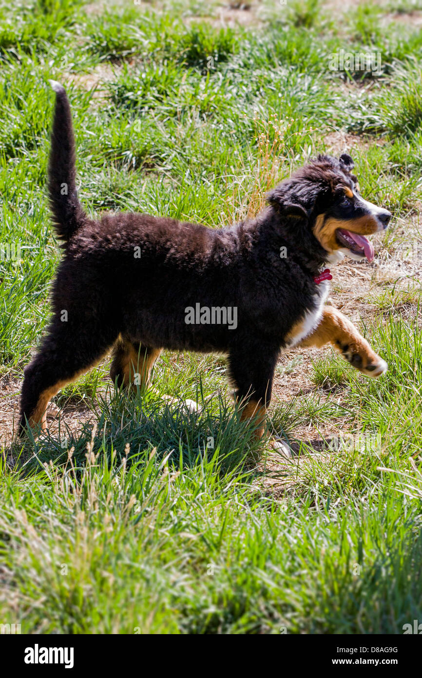 Three month old Bernese Mountain Dog puppy. A working ...