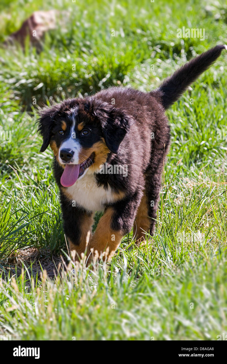 Three month old Bernese Mountain Dog puppy. A working breed and herding farm dog originally from Switzerland Stock Photo