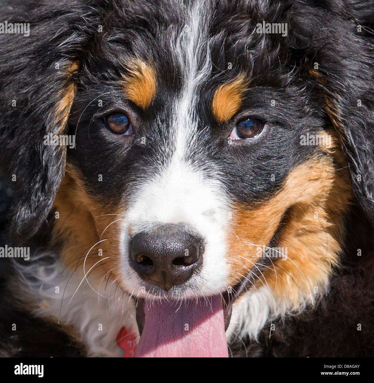 Three month old Bernese Mountain Dog puppy. A working breed and herding farm dog originally from