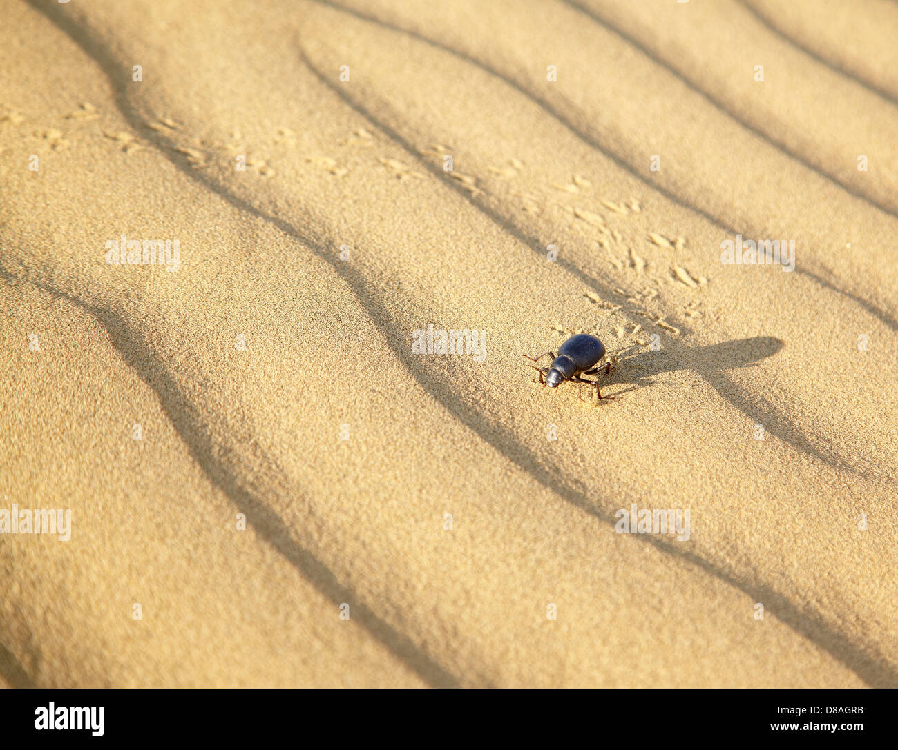 Beetle Scarabaeus on sand dunes ot desert Thar in Rajasthan, India Stock Photo