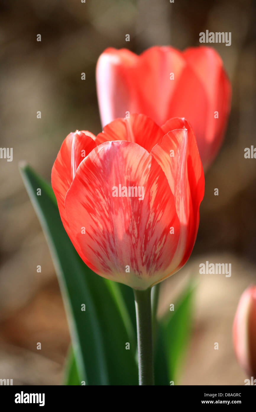 red and white striped tulip variegated. Stock Photo