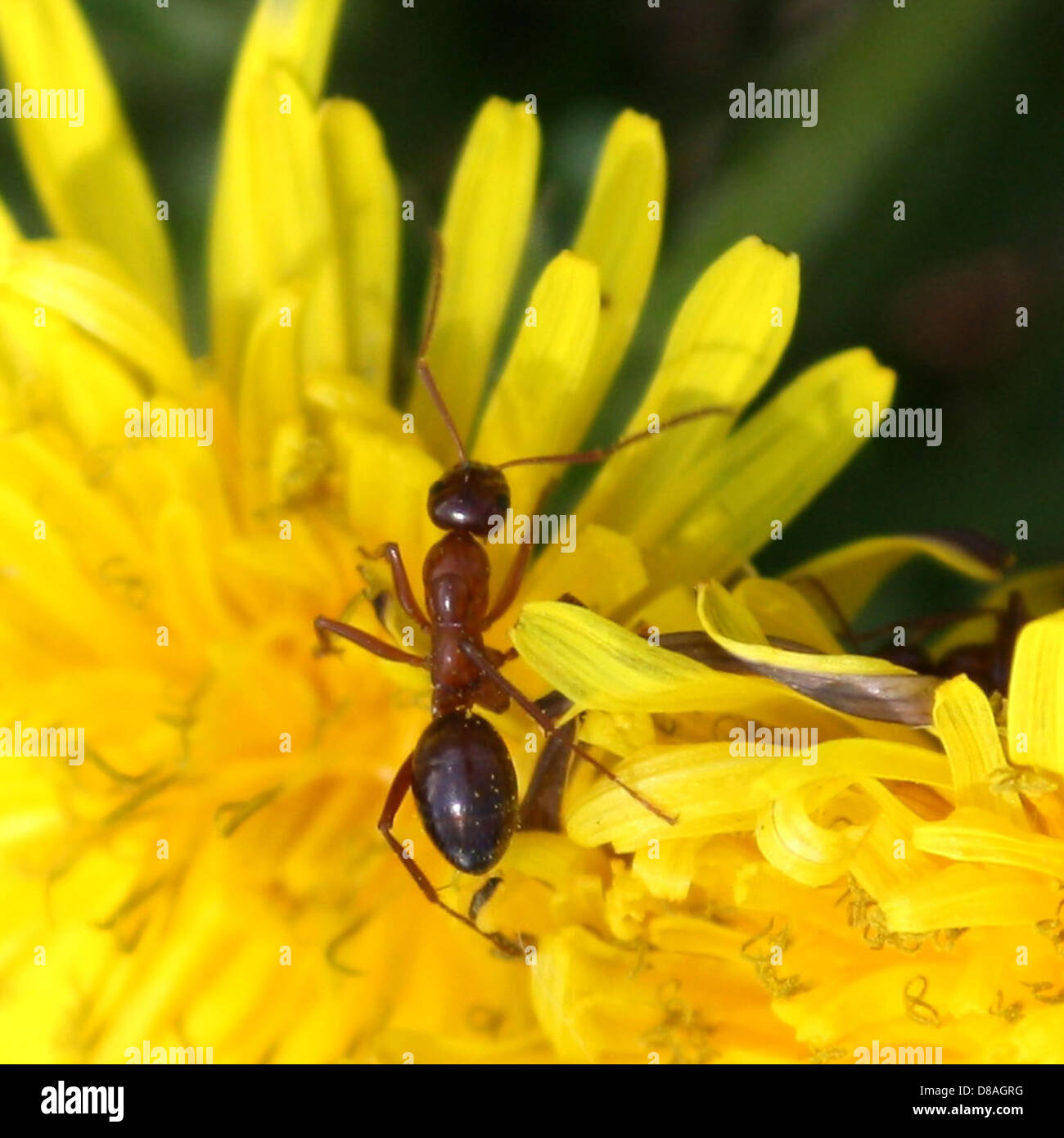 Crawling insect hi-res stock photography and images - Alamy