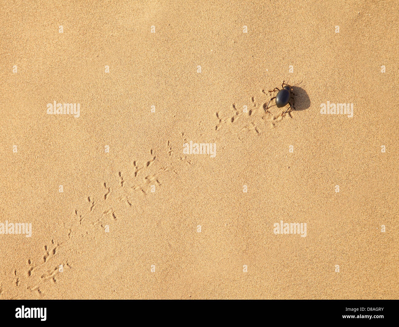 Beetle Scarabaeus on sand dunes ot desert Thar in Rajasthan, India Stock Photo