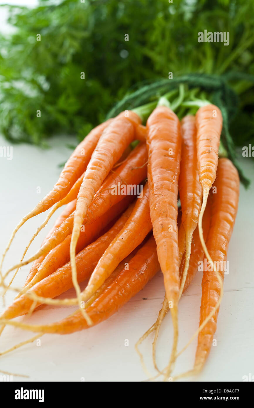 A bunch of fresh Dutch carrots with green tops still attached, tied together with green string. Stock Photo