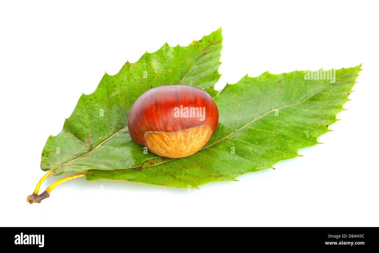 Chestnut with green leaves on white background Stock Photo