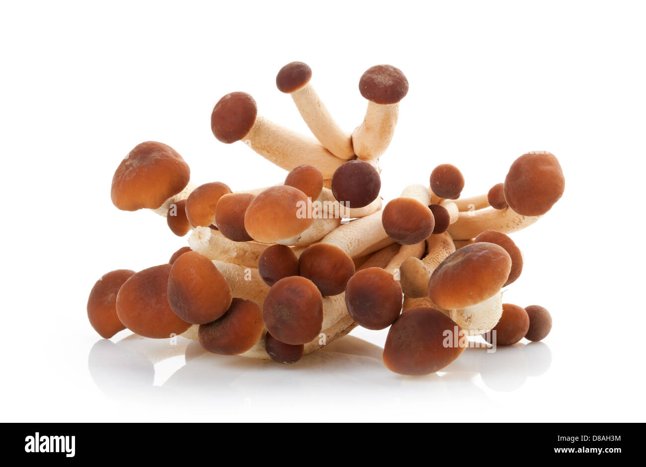 Small raw italian mushrooms chiodini on white background Stock Photo