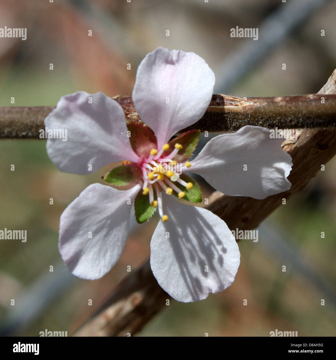 Single flower white background hi-res stock photography and images - Alamy