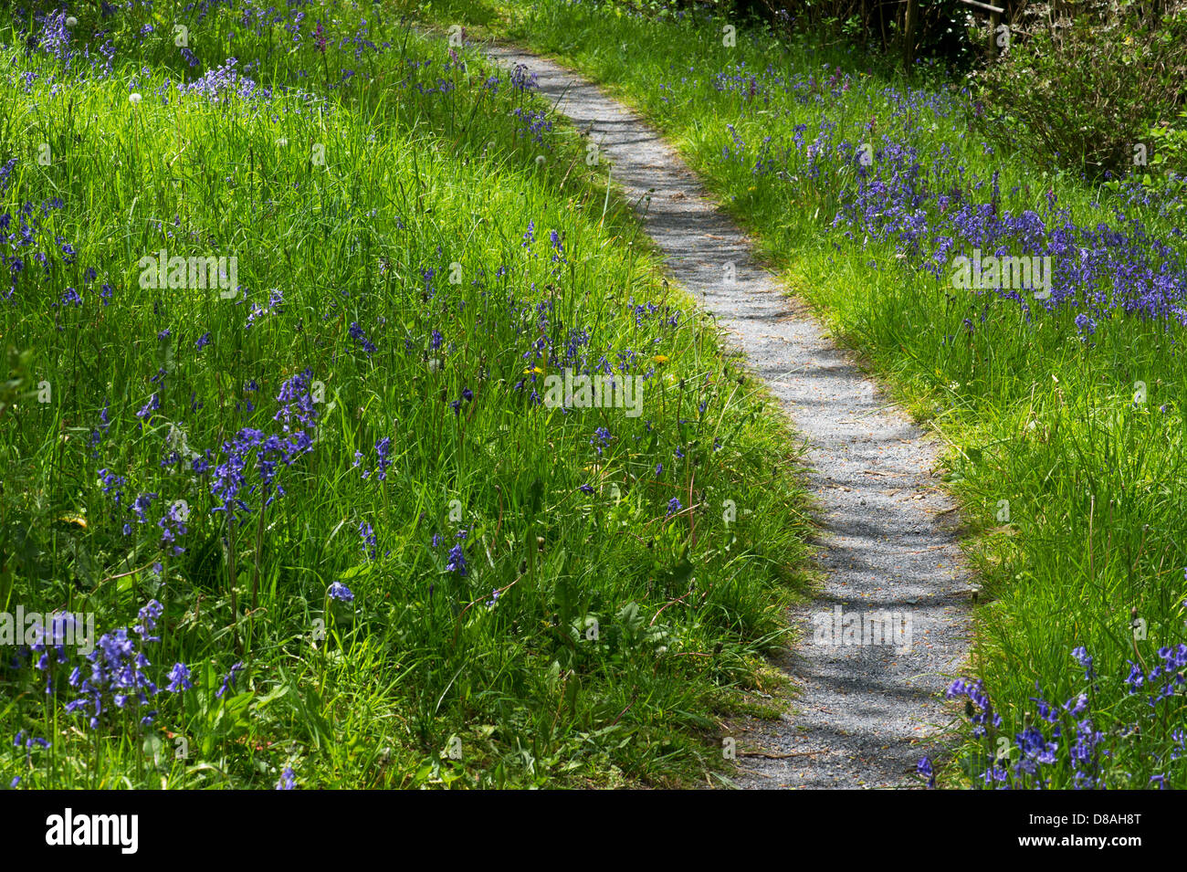 English wild garden pathway through long grass and bluebells. UK Stock Photo