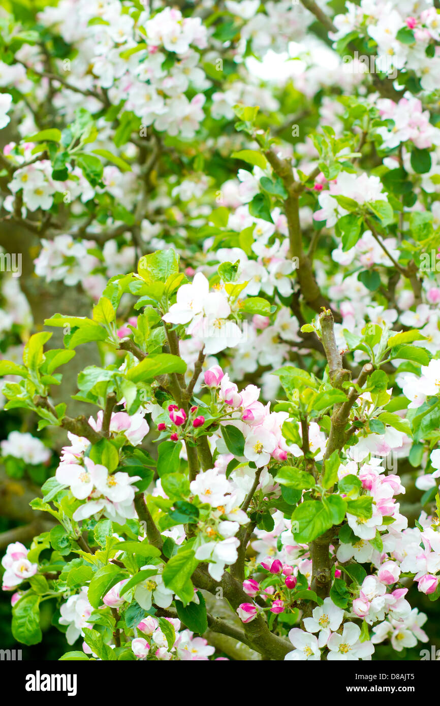 Prunus genus - Pink Cherry Blossom flower on a warm spring day Stock Photo