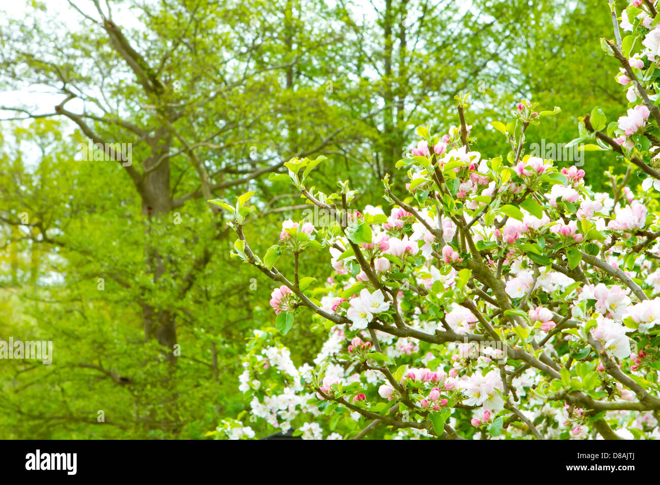 Prunus genus - Pink Cherry Blossom flower on a warm spring day Stock Photo