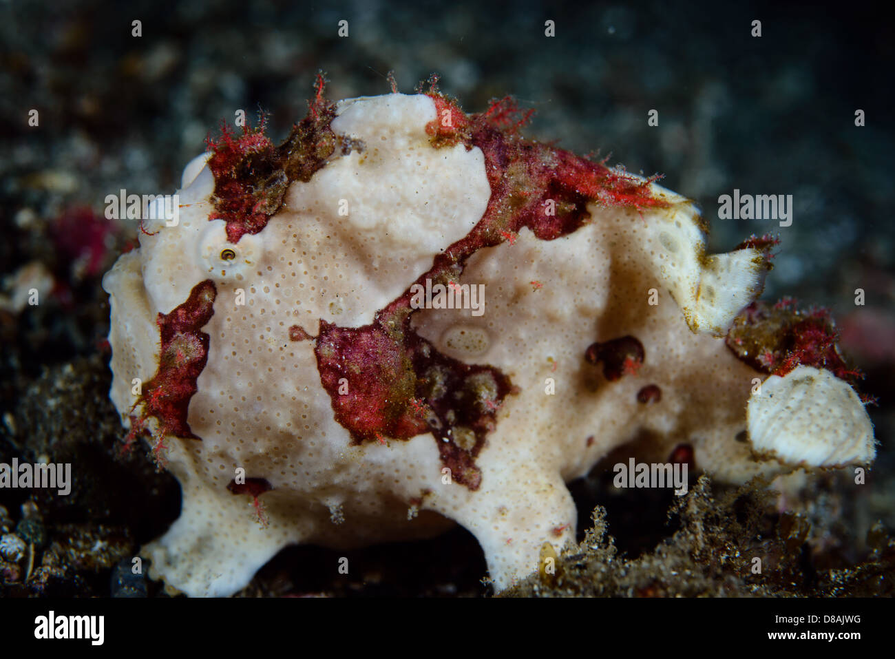 A white with red pattern warty frogfish, antennarius maculatus Stock Photo